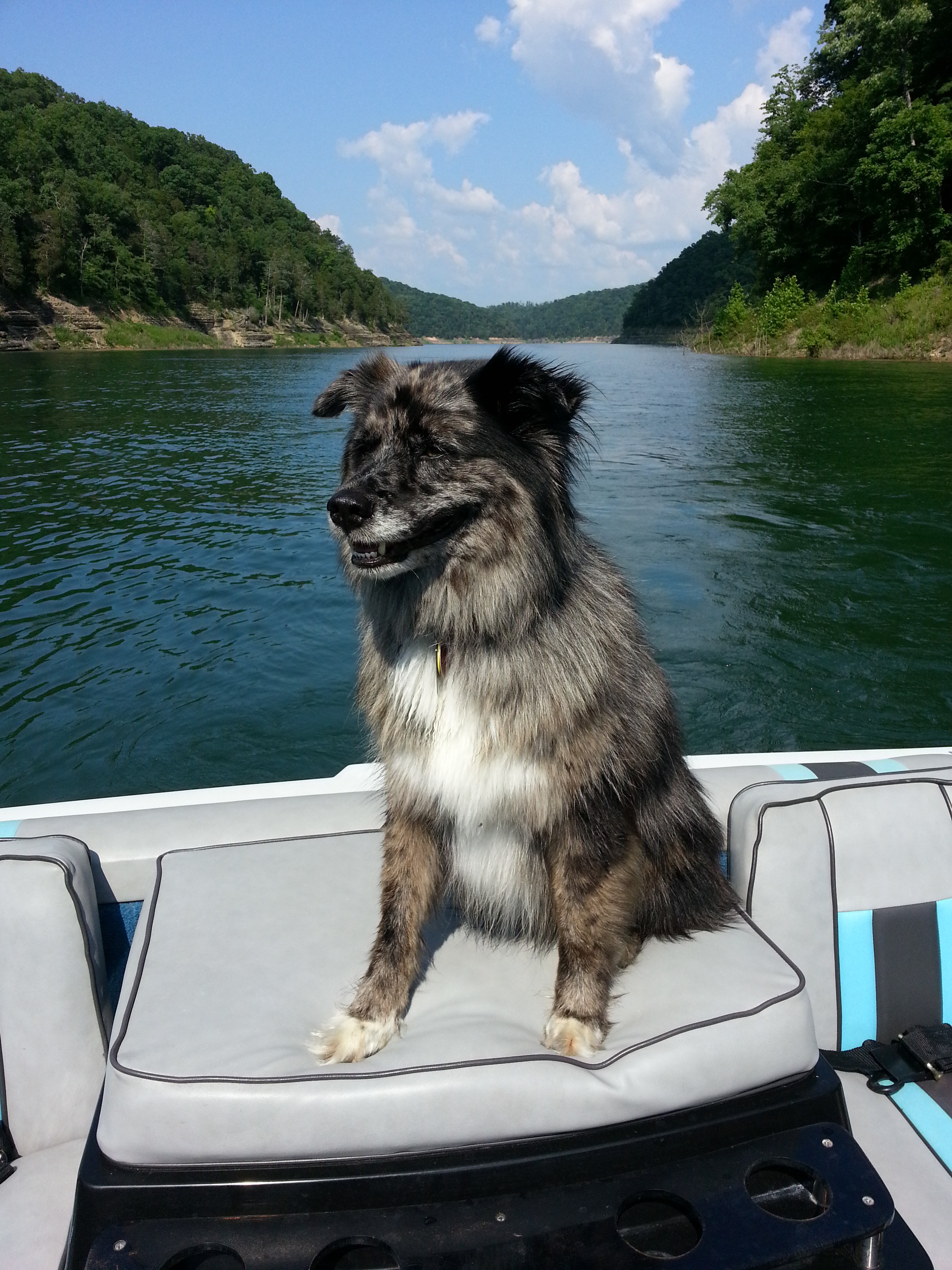 Lexington Kentucky Invisible Dog Fences • Hope's Dog Fencing